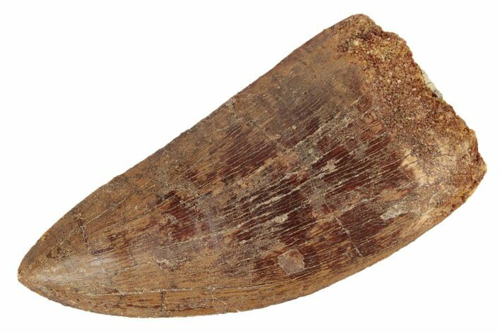 Serrated, Carcharodontosaurus Tooth - Real Dinosaur Tooth #191996
